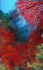 Halte au pillage du corail rouge Catalan Corail