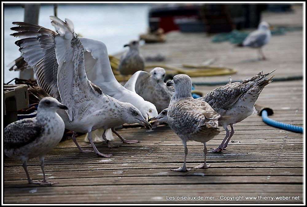 Les oiseaux de mer - Photos Thierry Weber Guérande La Baule