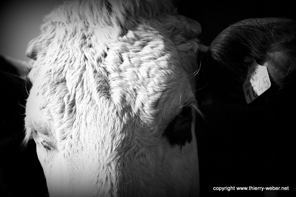 Album - Peaux de Vaches