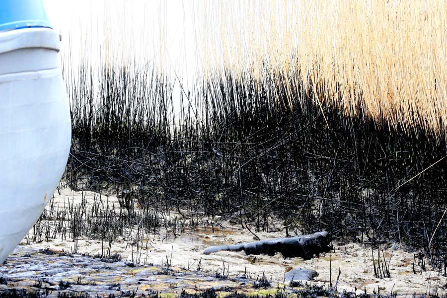 Album photos pollution de l'estuaire de la Loire par la raffinerie Total de Donges - Mars 2008