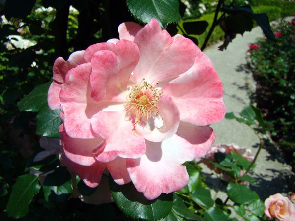 Compilation des plus belles photos de fleurs et de jardins du blog.
Diaporama à regarder bien calé dans son fauteuil !