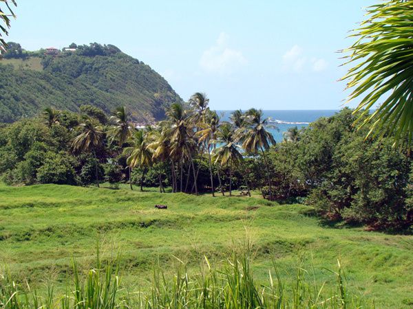 Album - Martinique de mes reves