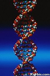 Helice ADN