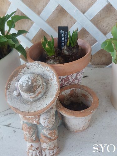 Mes nouvelles plantes : Curcuma et  Fuchsia